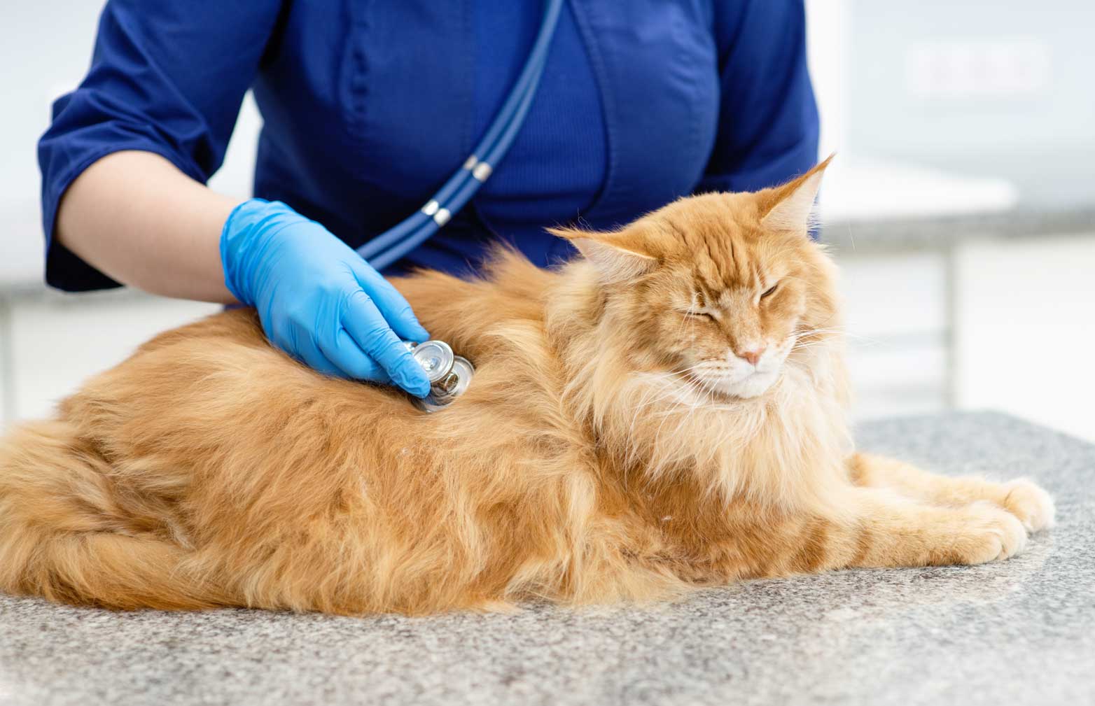 Your Local Veterinarian Your Local Veterinarian